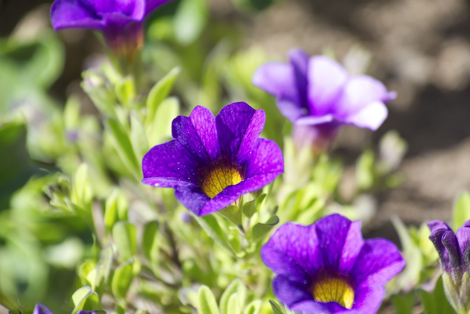 Nikon D7200 sample photo. Flower, garden, nature photography