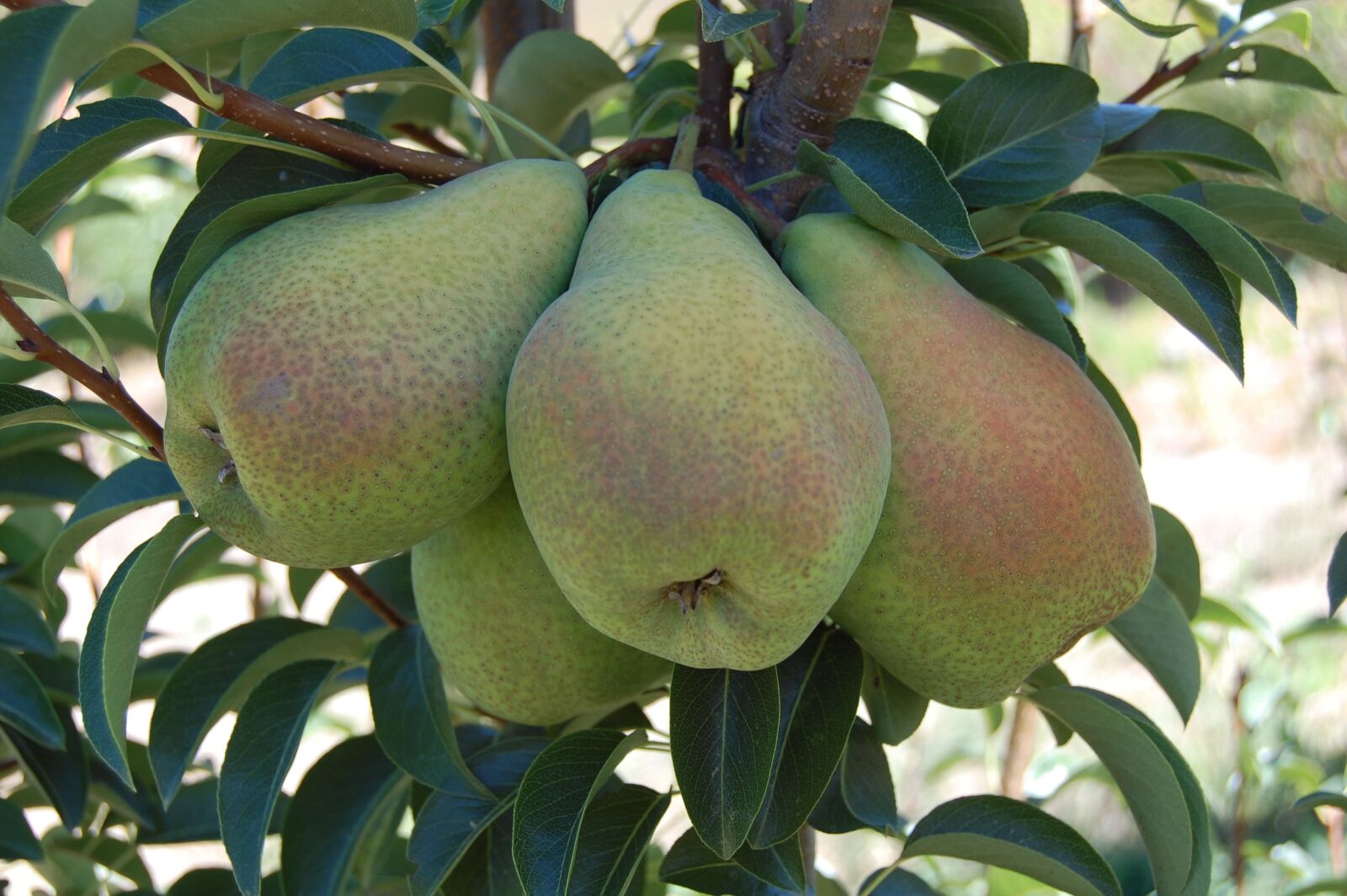 Nikon D40 sample photo. Pears, fruits, organic fruits photography