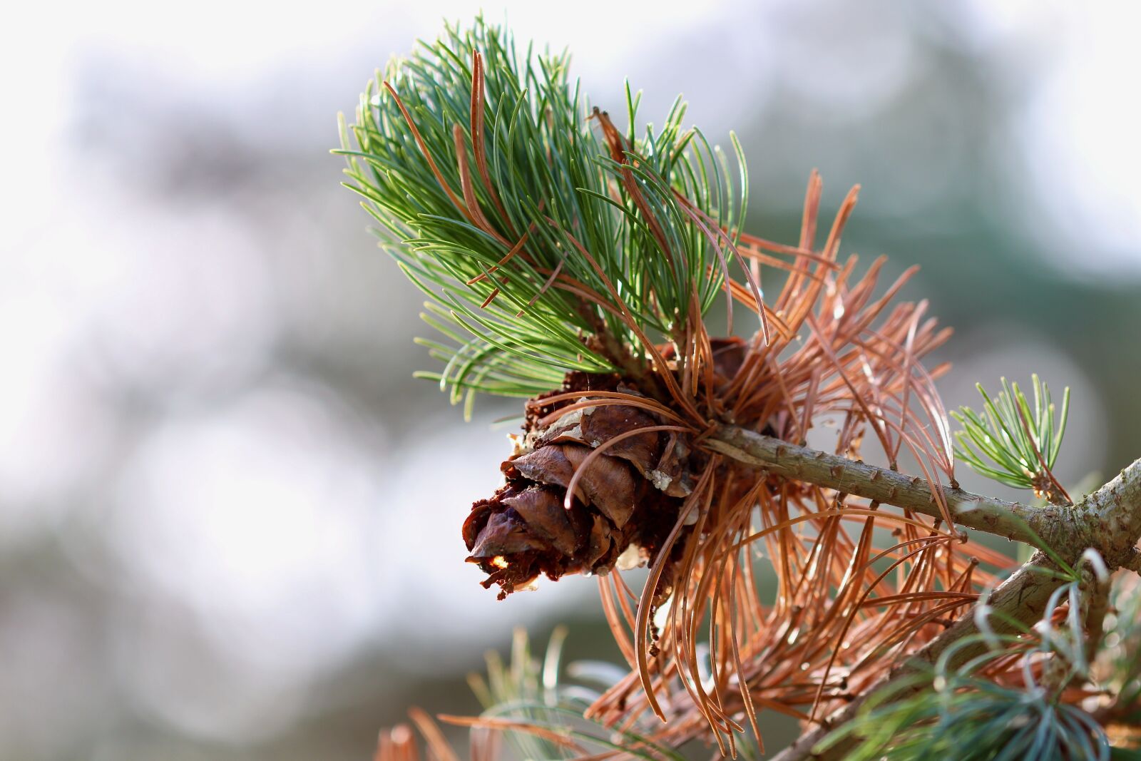 Canon EOS 800D (EOS Rebel T7i / EOS Kiss X9i) sample photo. Pine, tap, conifer photography