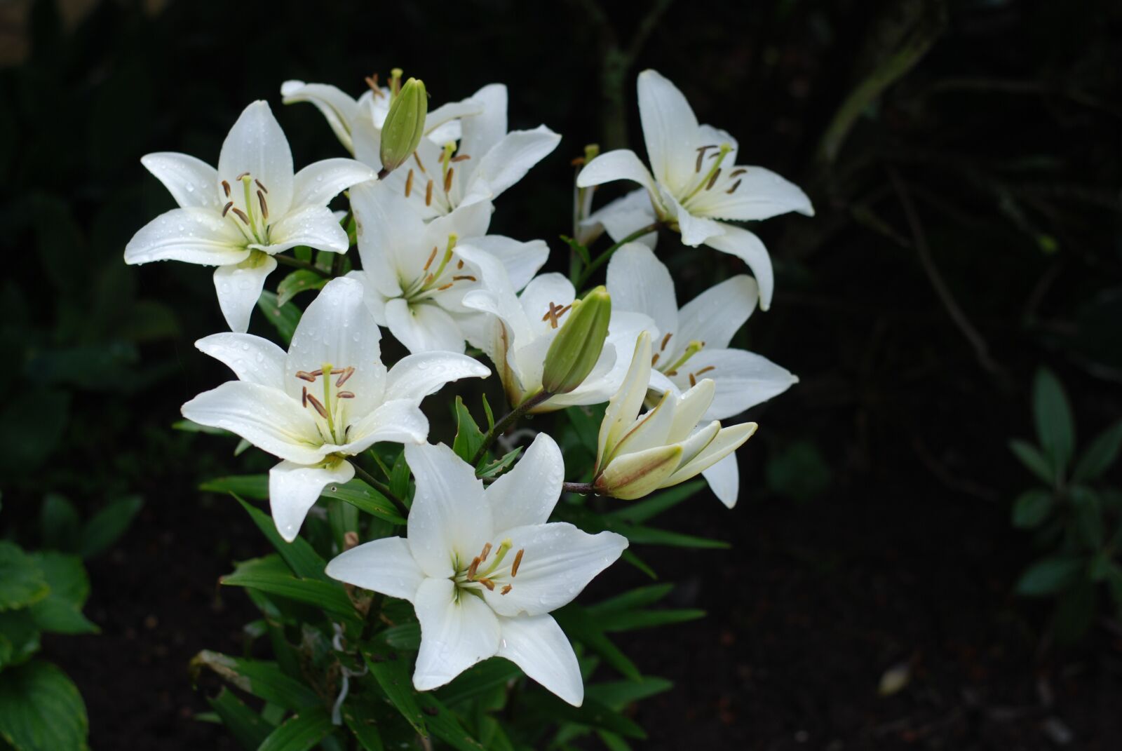 Nikon D80 sample photo. White, lilies, summer photography