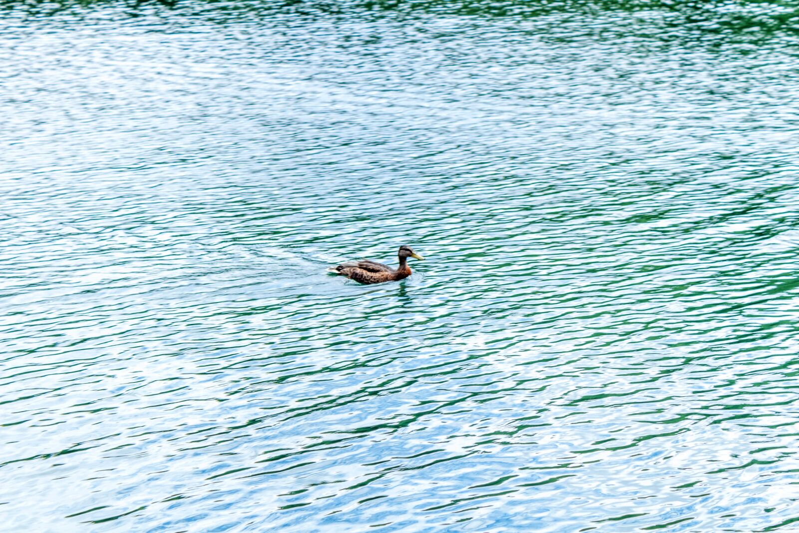 Canon EOS 1300D (EOS Rebel T6 / EOS Kiss X80) sample photo. Nature, water, summer photography