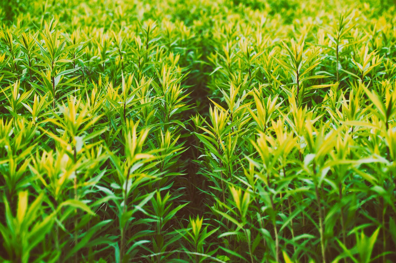 Nikon D3200 sample photo. Close-up, grass, green photography