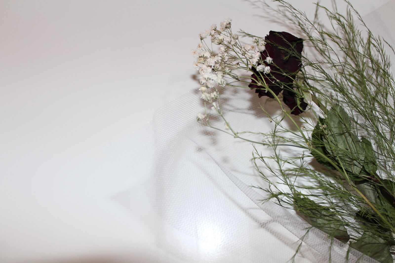 Canon EOS 700D (EOS Rebel T5i / EOS Kiss X7i) sample photo. Flower, leaves, white photography