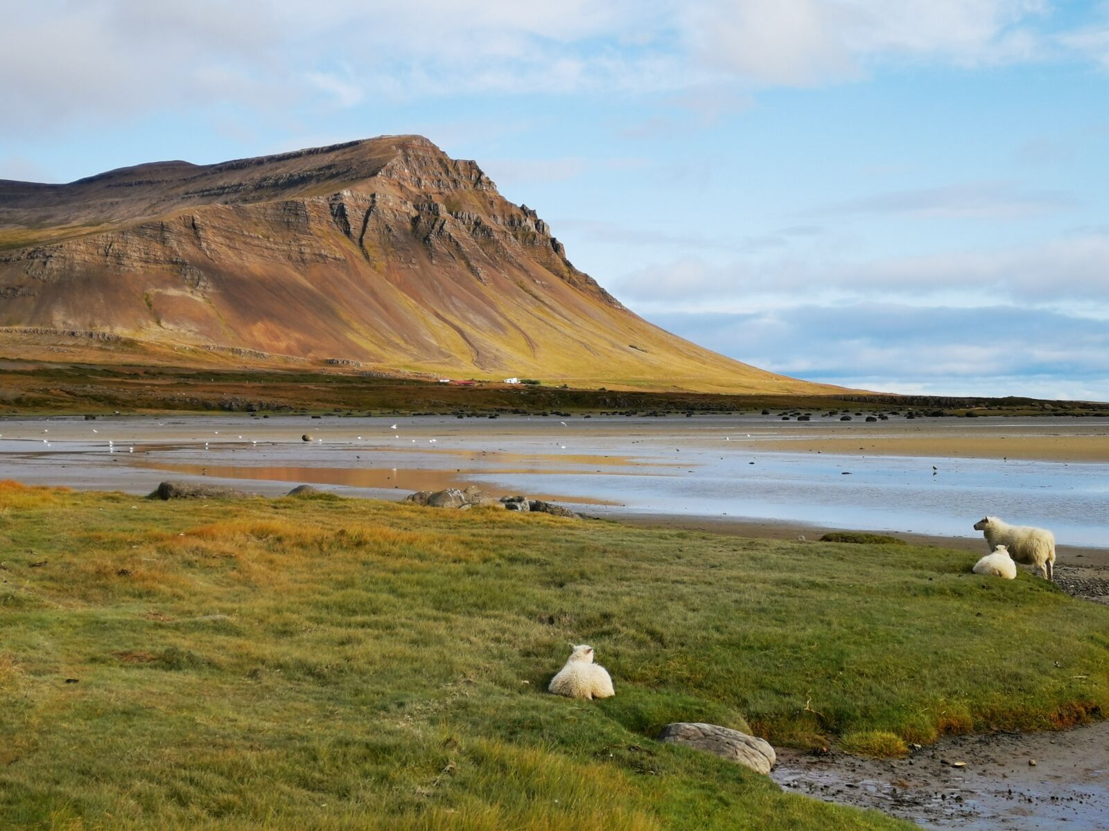 HUAWEI LYA-L29 sample photo. Iceland, costa, sheep photography