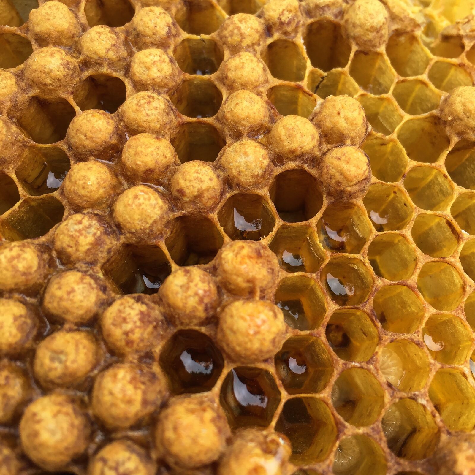 Apple iPhone 6 sample photo. Beehive, honey, honeycomb photography