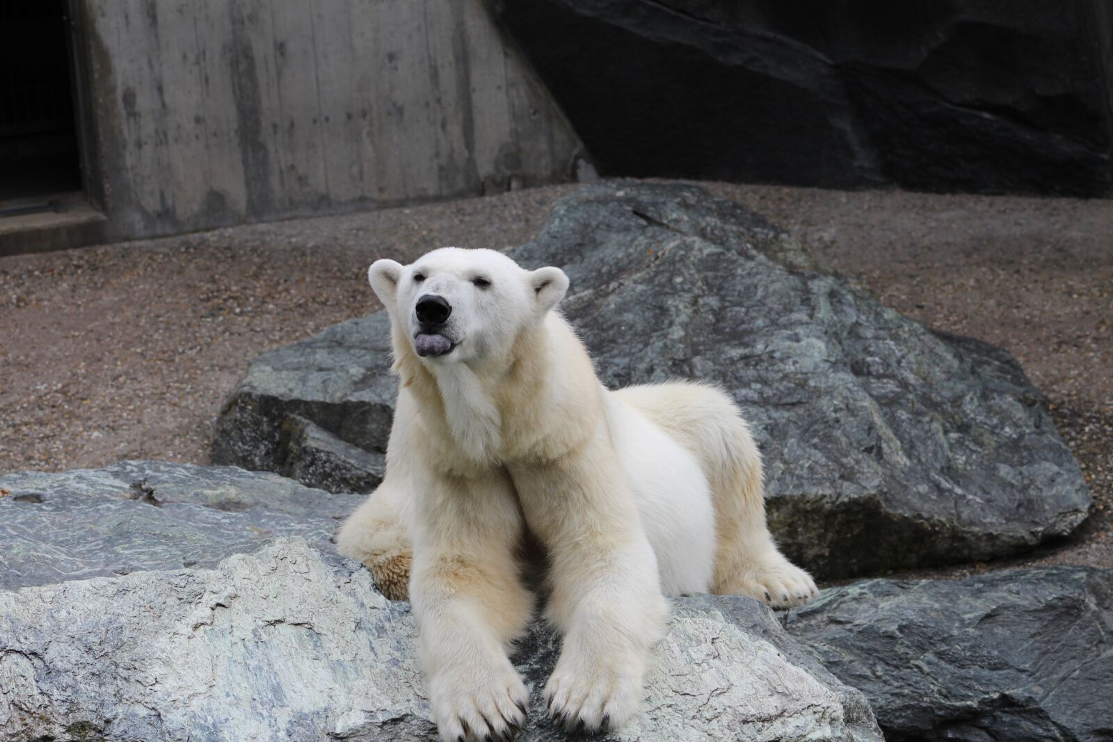 Canon EF 75-300mm f/4-5.6 sample photo. White bear, animal, zoo photography