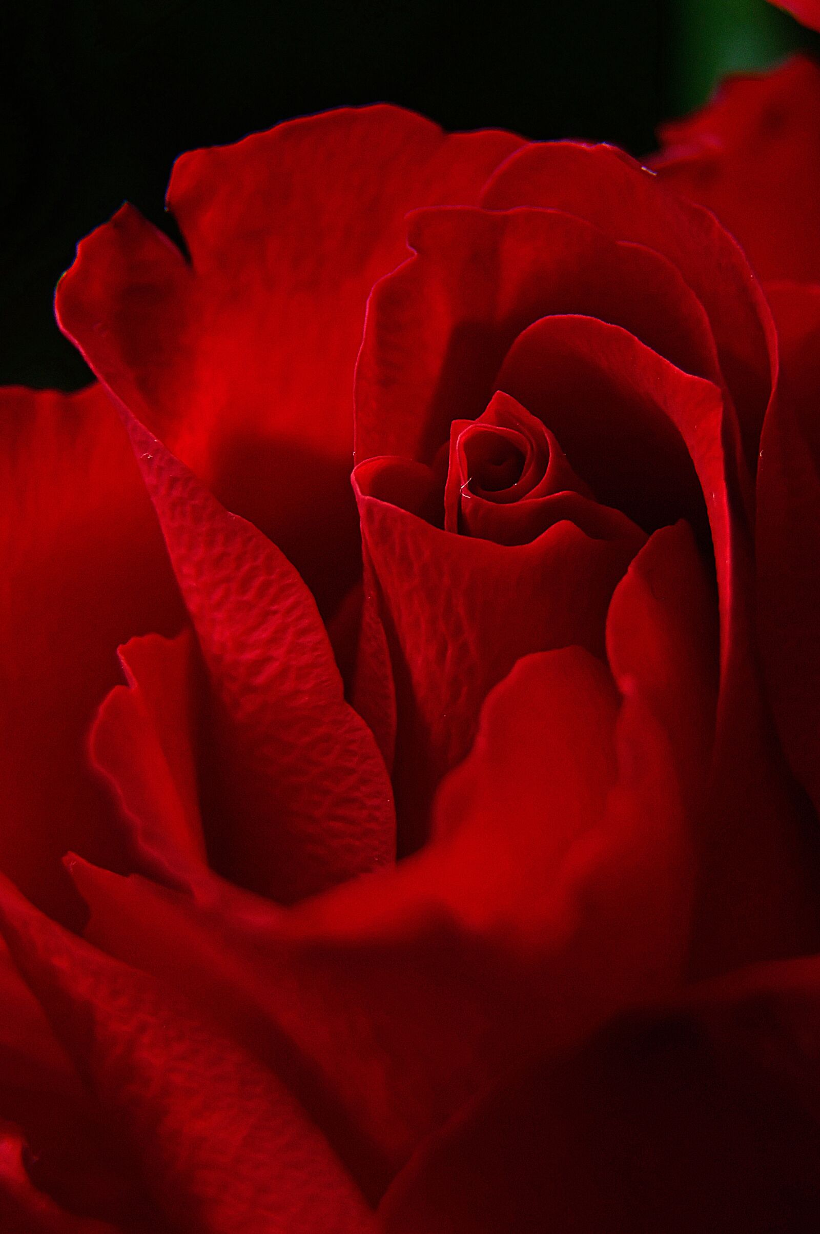 Nikon D3200 sample photo. Rose, rose petals, red photography