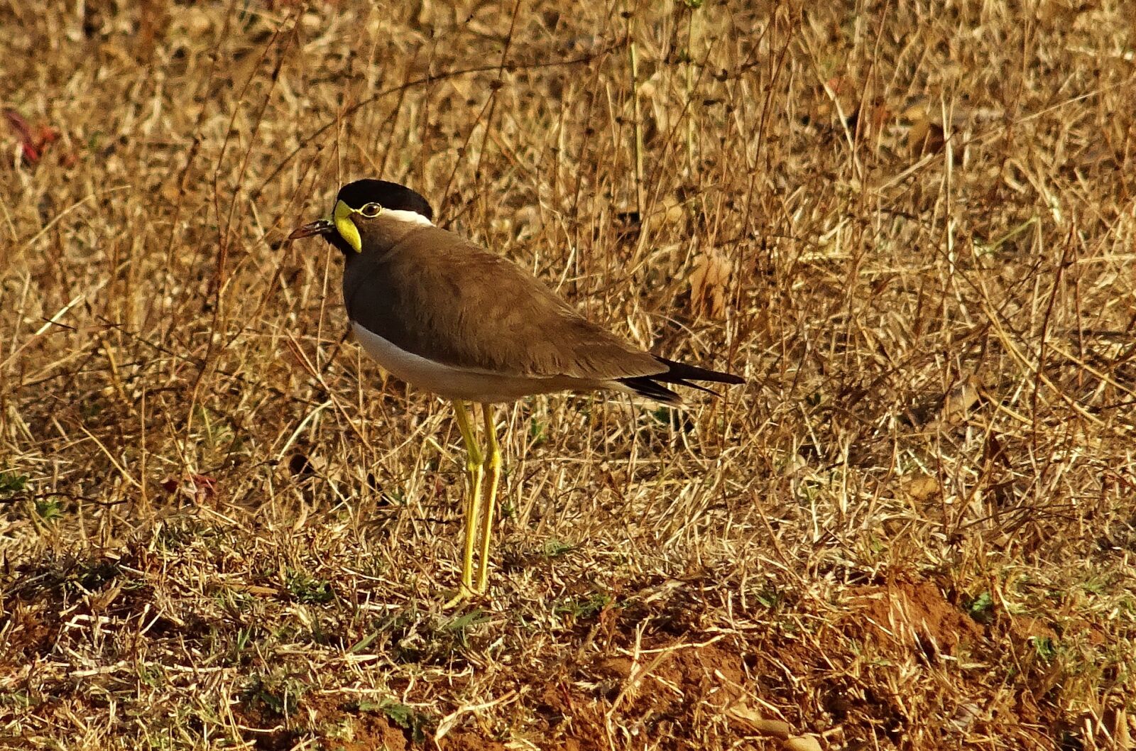 Sony DSC-HX60V sample photo. Bird, yellow-wattled lapwing, vanellus photography