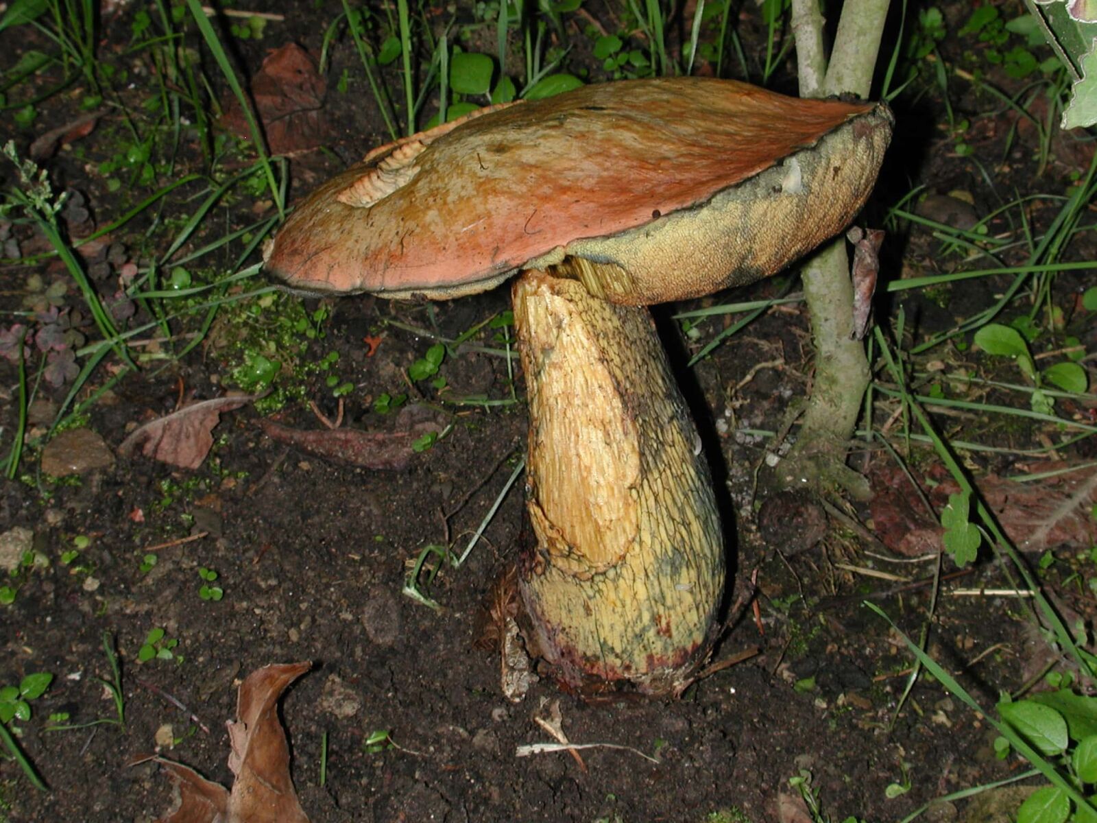 Nikon E990 sample photo. Wild mushroom, fungus, nature photography