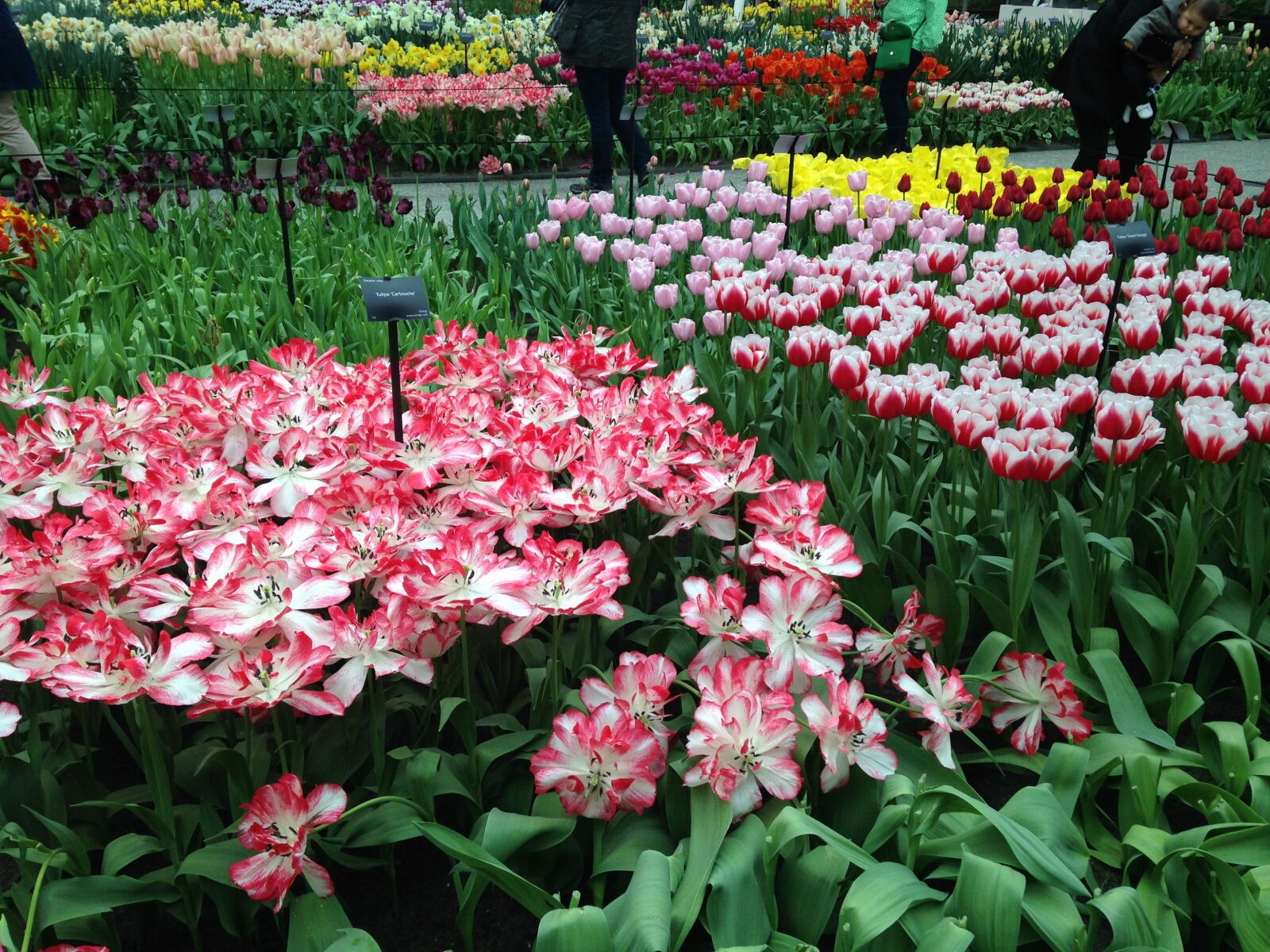 iPhone 5c back camera 4.12mm f/2.4 sample photo. Flowers, park, garden photography
