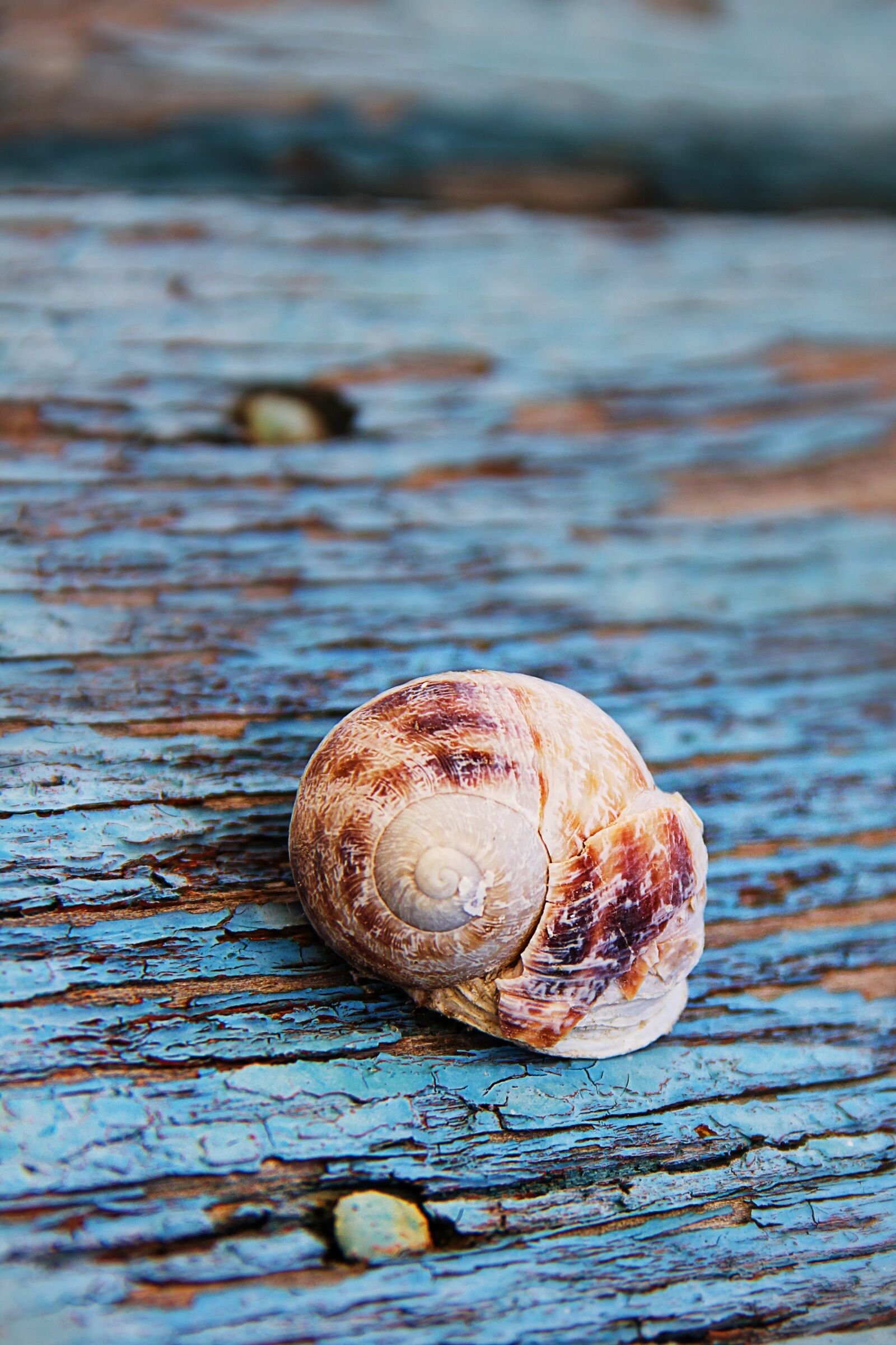 Canon EOS 550D (EOS Rebel T2i / EOS Kiss X4) sample photo. Snail, shell, wood photography