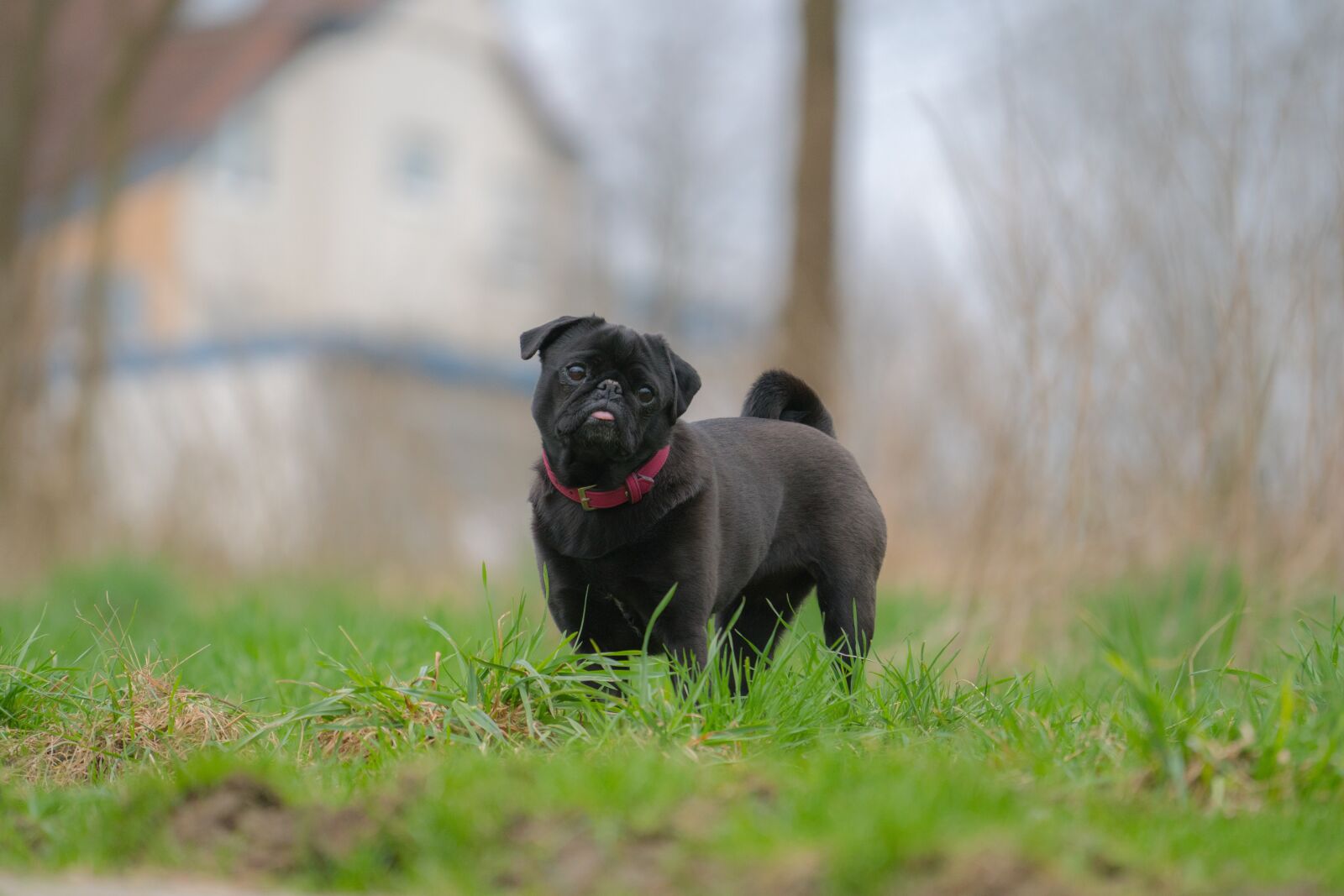 Sony a6300 + Sony FE 70-200mm F4 G OSS sample photo. Dog, out, meadow photography