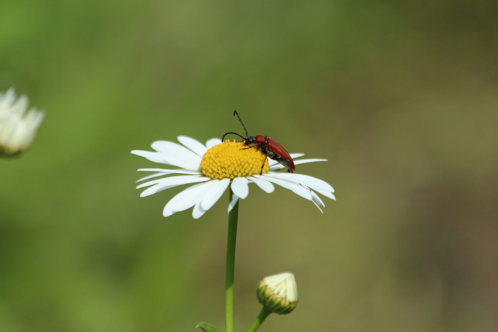 Canon EOS 650D (EOS Rebel T4i / EOS Kiss X6i) + Canon EF 70-300mm F4-5.6 IS USM sample photo. Daisy, beetle, insect photography