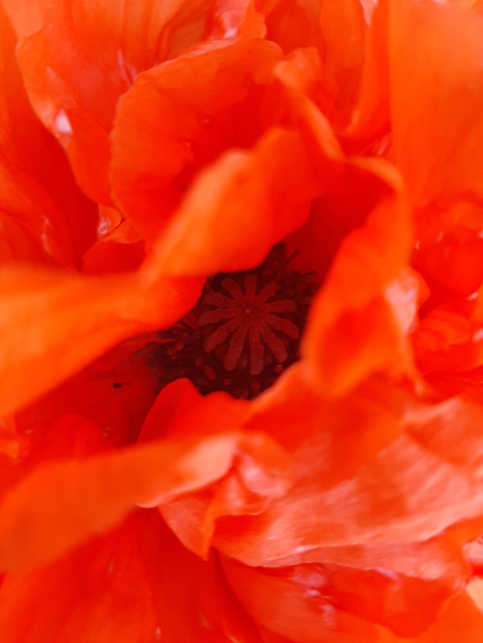 Samsung Galaxy A50 sample photo. Poppy, boost, red photography