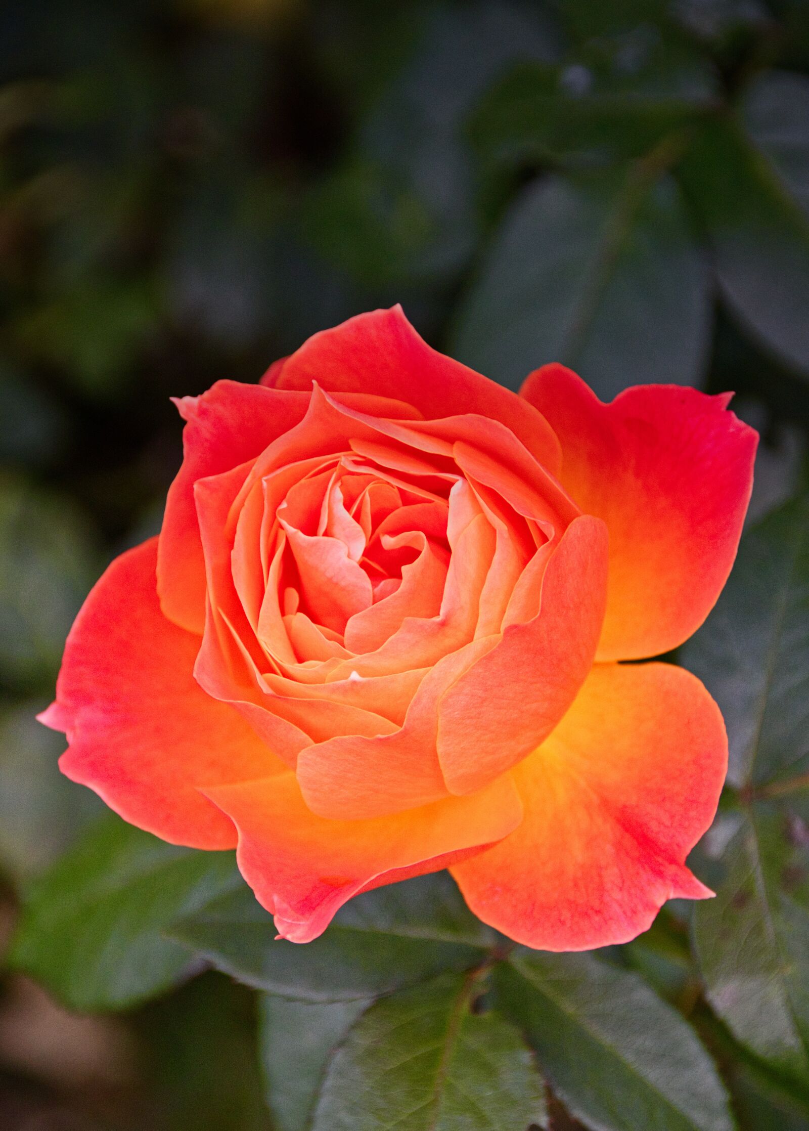 Canon EOS 200D (EOS Rebel SL2 / EOS Kiss X9) sample photo. Rose, blossom, bloom photography