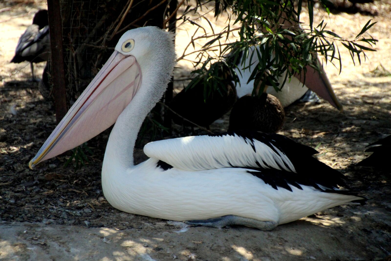 Canon EOS 700D (EOS Rebel T5i / EOS Kiss X7i) sample photo. Pelikan, bill, large beak photography