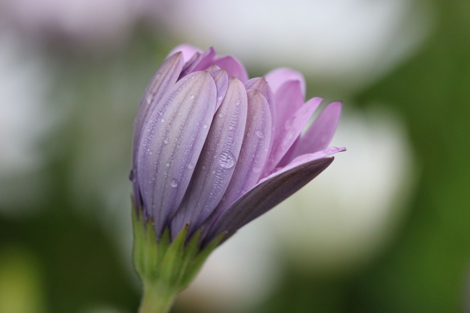 Canon EOS 70D + Canon EF 100mm F2.8 Macro USM sample photo. Pink, purple, flower photography