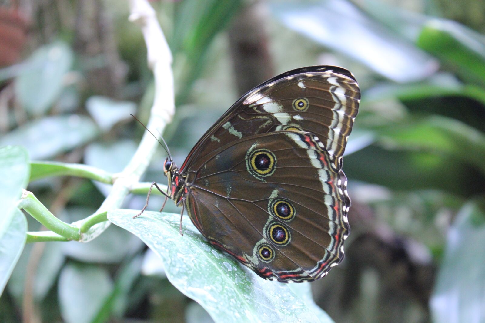Canon EOS 550D (EOS Rebel T2i / EOS Kiss X4) sample photo. Butterfly, peacock butterfly, butter photography