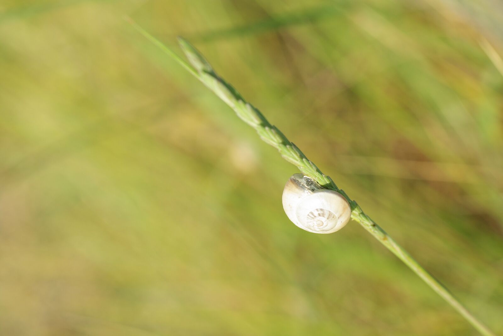 Pentax K10D sample photo. Little slug, graanstengel, wind photography