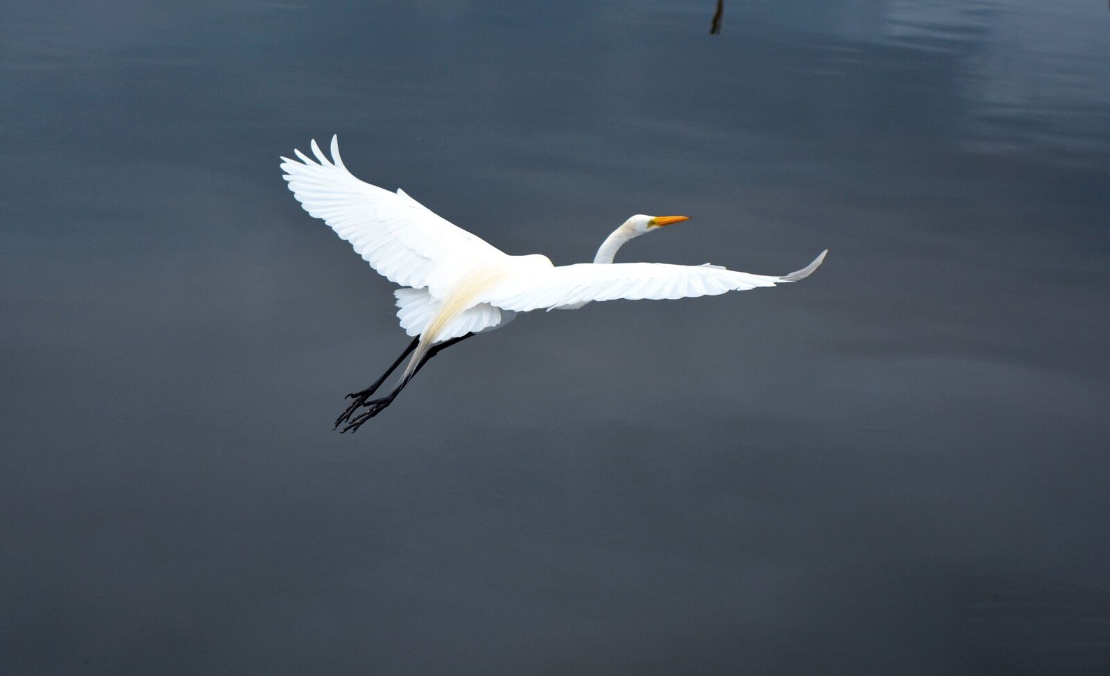 Nikon D5200 sample photo. Birds, nature, wildlife photography