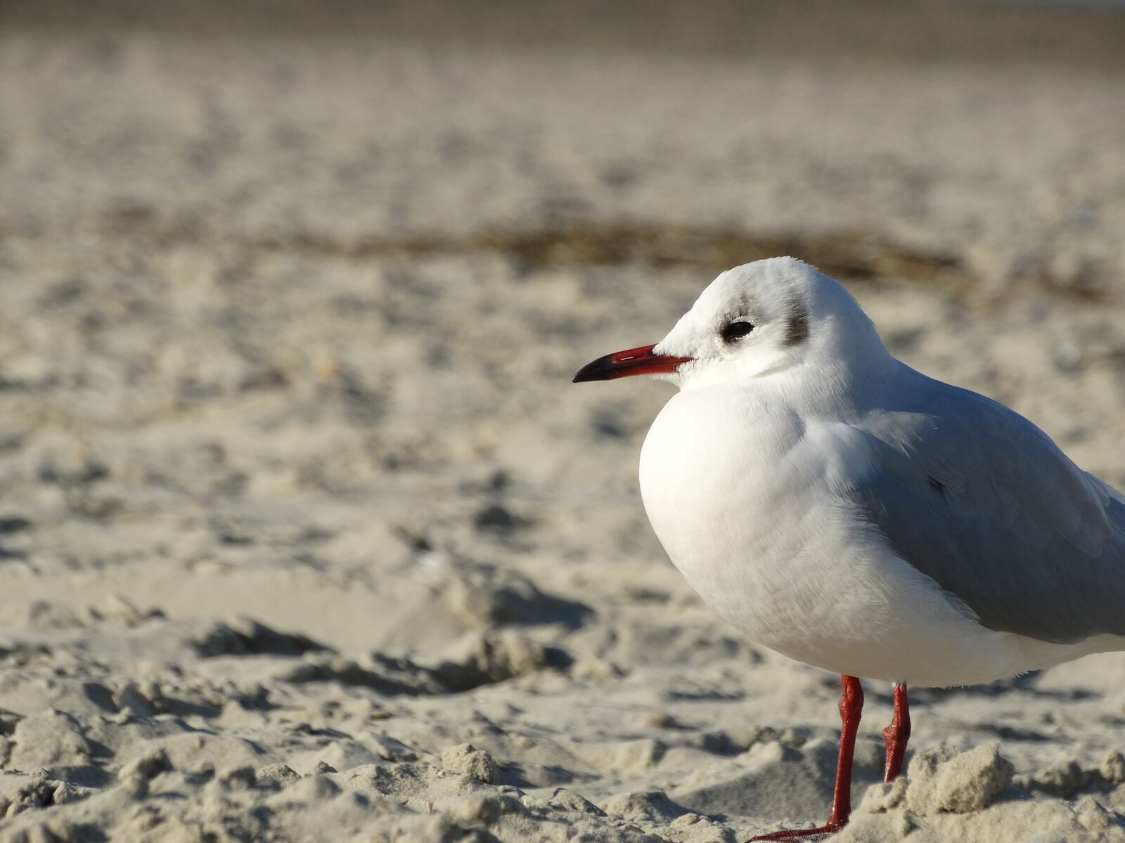 Sony Cyber-shot DSC-HX300 sample photo. Seagull, gull, bird photography
