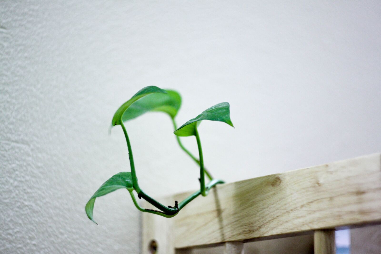 Canon EOS 50D sample photo. Plant, deco, nature photography