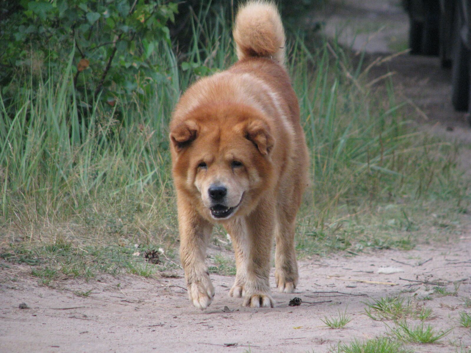 Canon POWERSHOT S5 IS sample photo. Dog, security, territory photography
