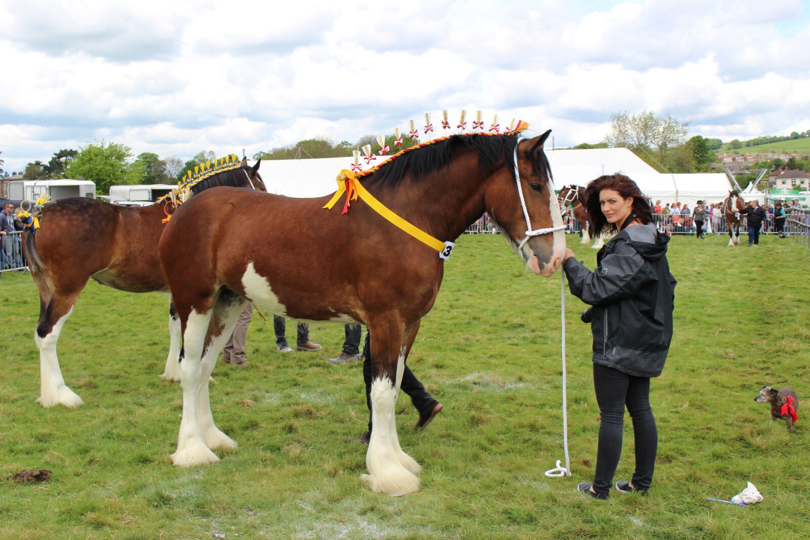 Canon EOS 100D (EOS Rebel SL1 / EOS Kiss X7) sample photo. Shire, horse, otley photography