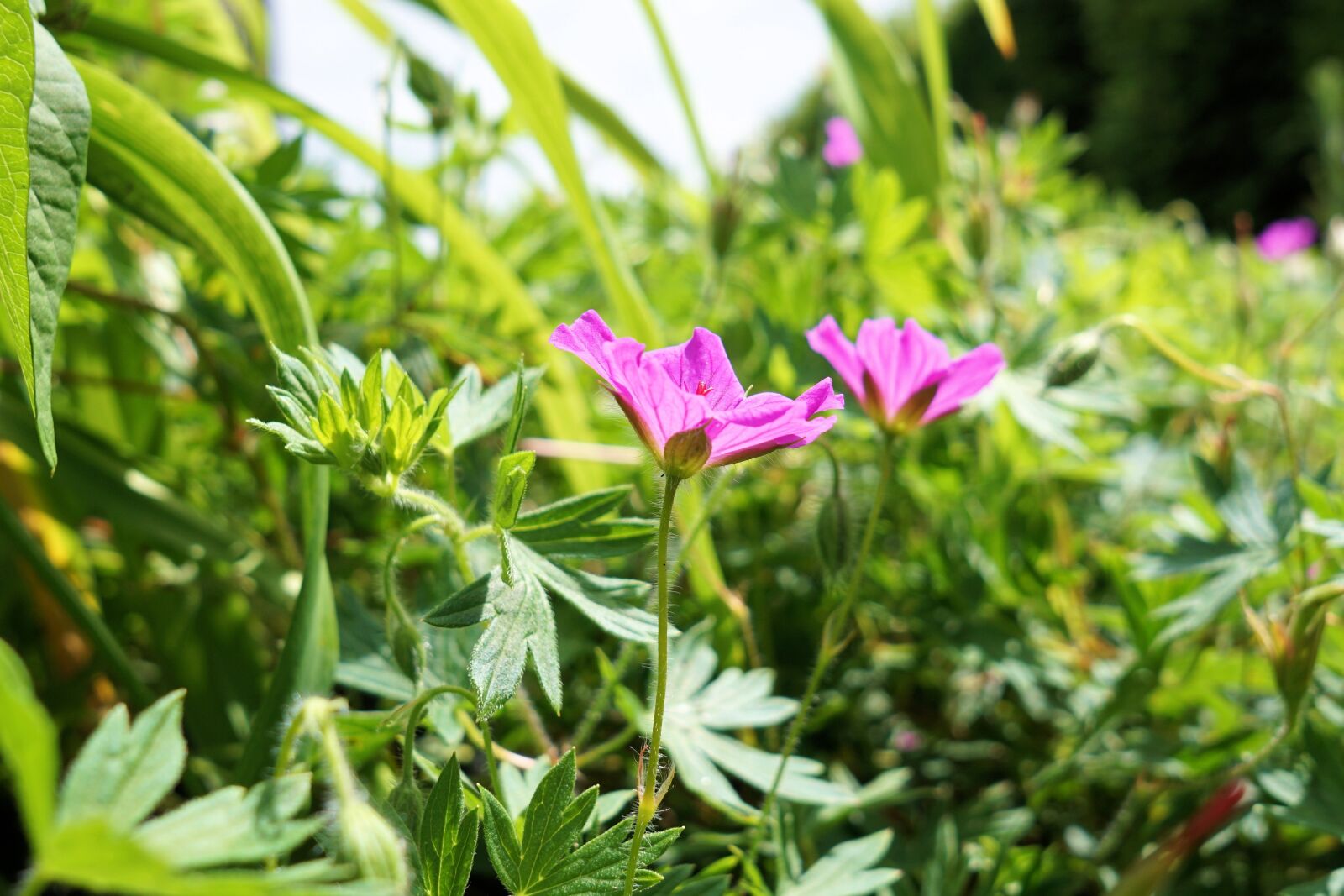 Sony a6000 + Sigma 19mm F2.8 EX DN sample photo. Flower, grass, nature photography