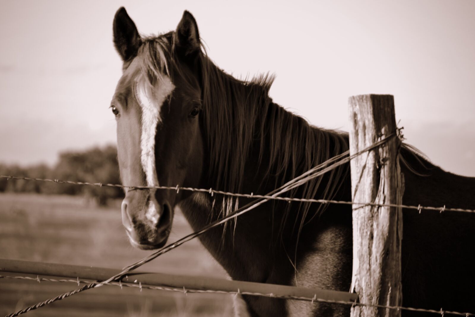 Nikon D3100 sample photo. Stallion, horse, ranch photography