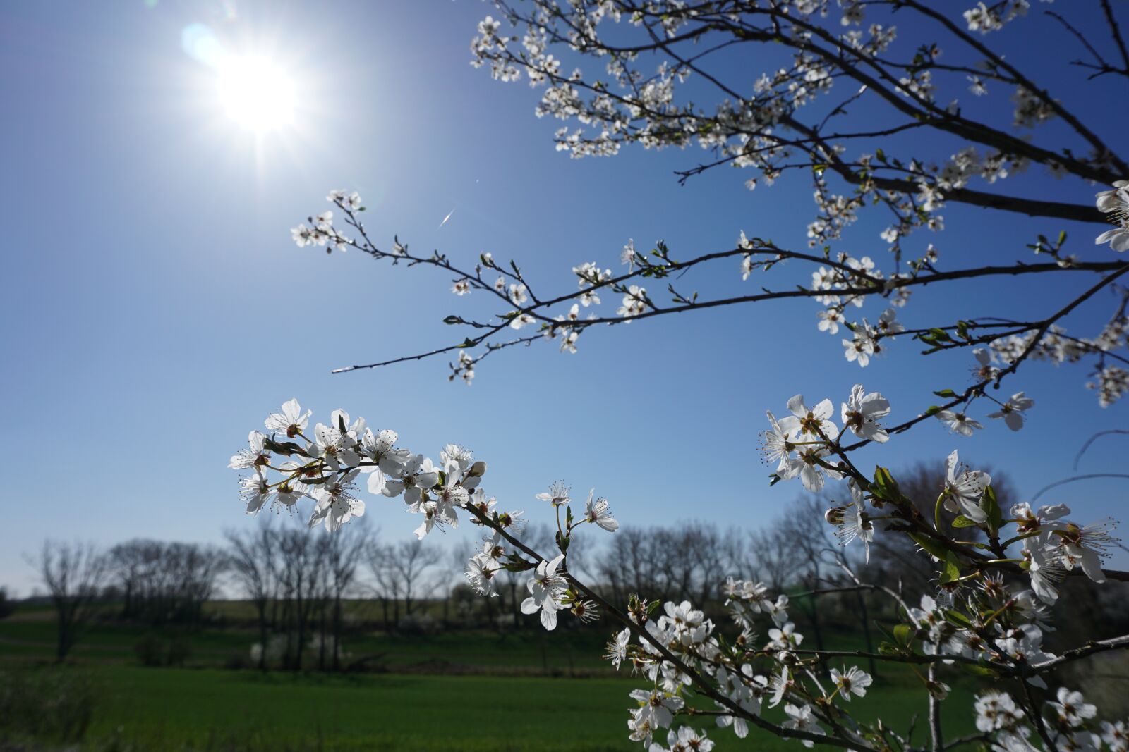 Sony E 16-50mm F3.5-5.6 PZ OSS sample photo. Spring, blue, sun photography