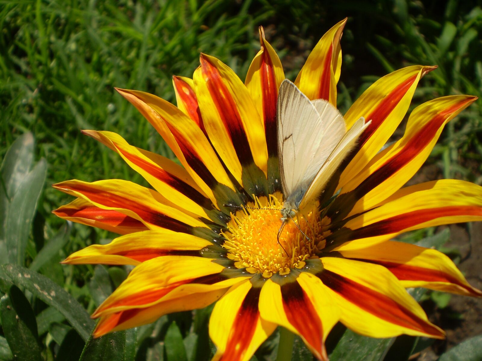 Olympus FE210,X775 sample photo. Flower, orange, butterfly photography