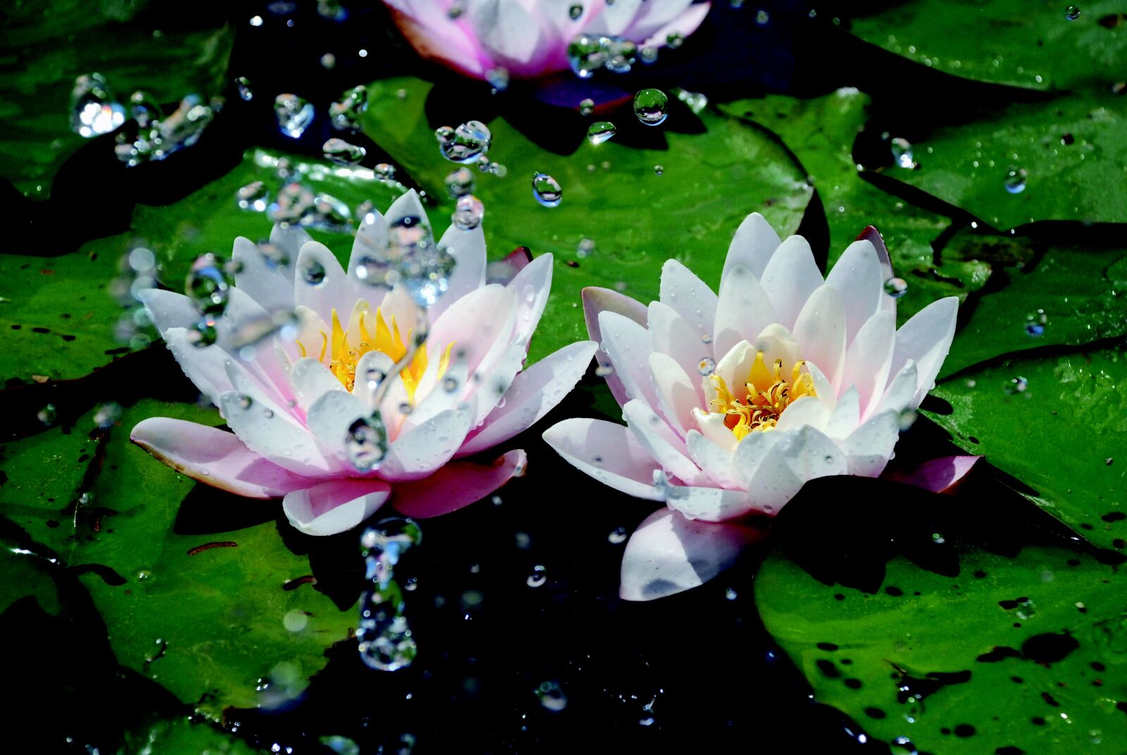 Nikon D80 sample photo. Water lilies, water, drip photography