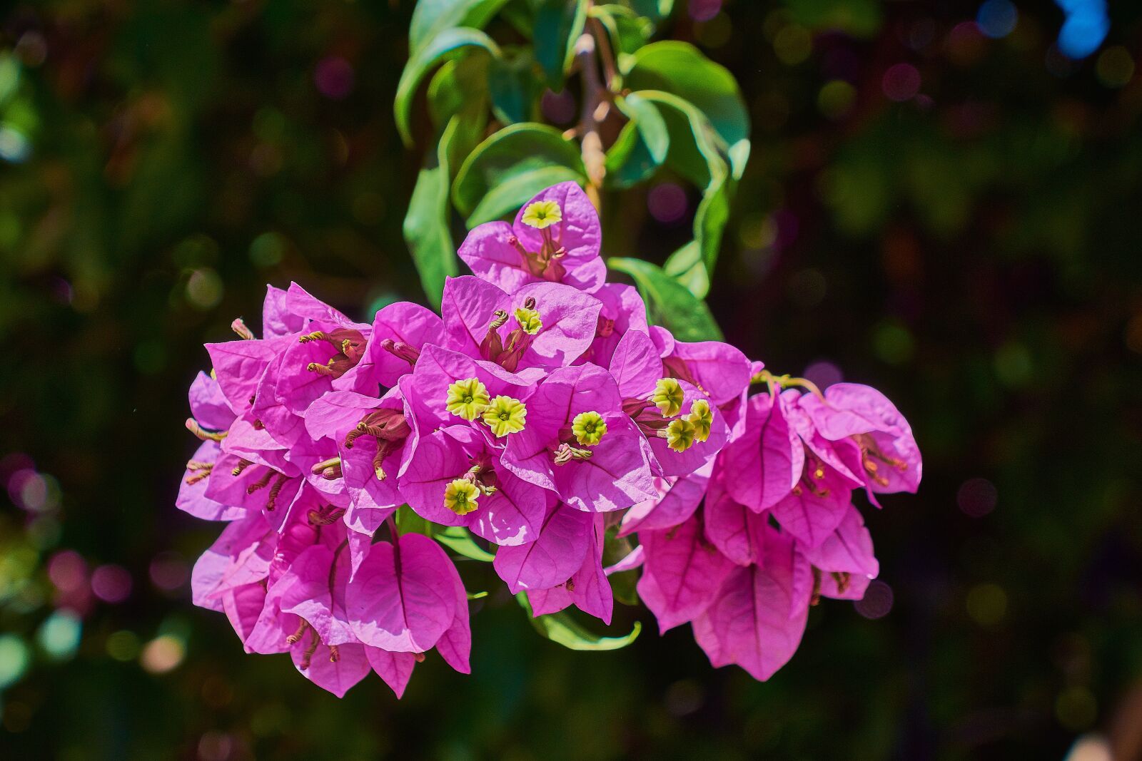 Nikon D7200 sample photo. Bougainvillea, flower, garden photography