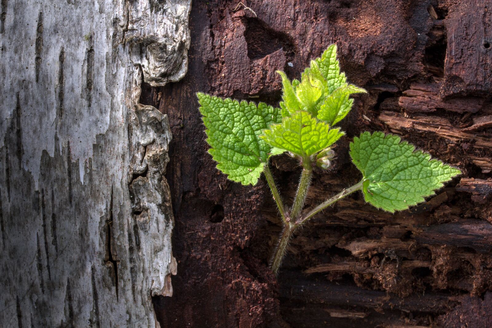Canon EF-S 60mm F2.8 Macro USM sample photo. Spring, bark, plant photography