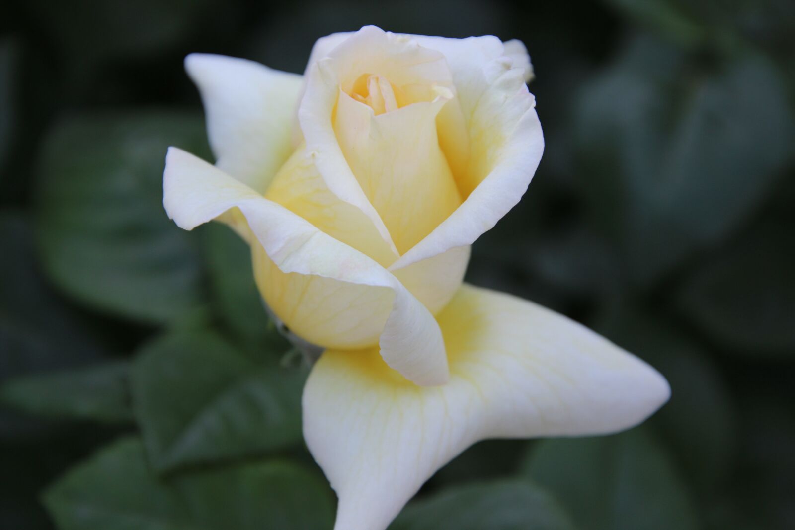 Canon EOS 600D (Rebel EOS T3i / EOS Kiss X5) sample photo. Flower, rose, petals photography