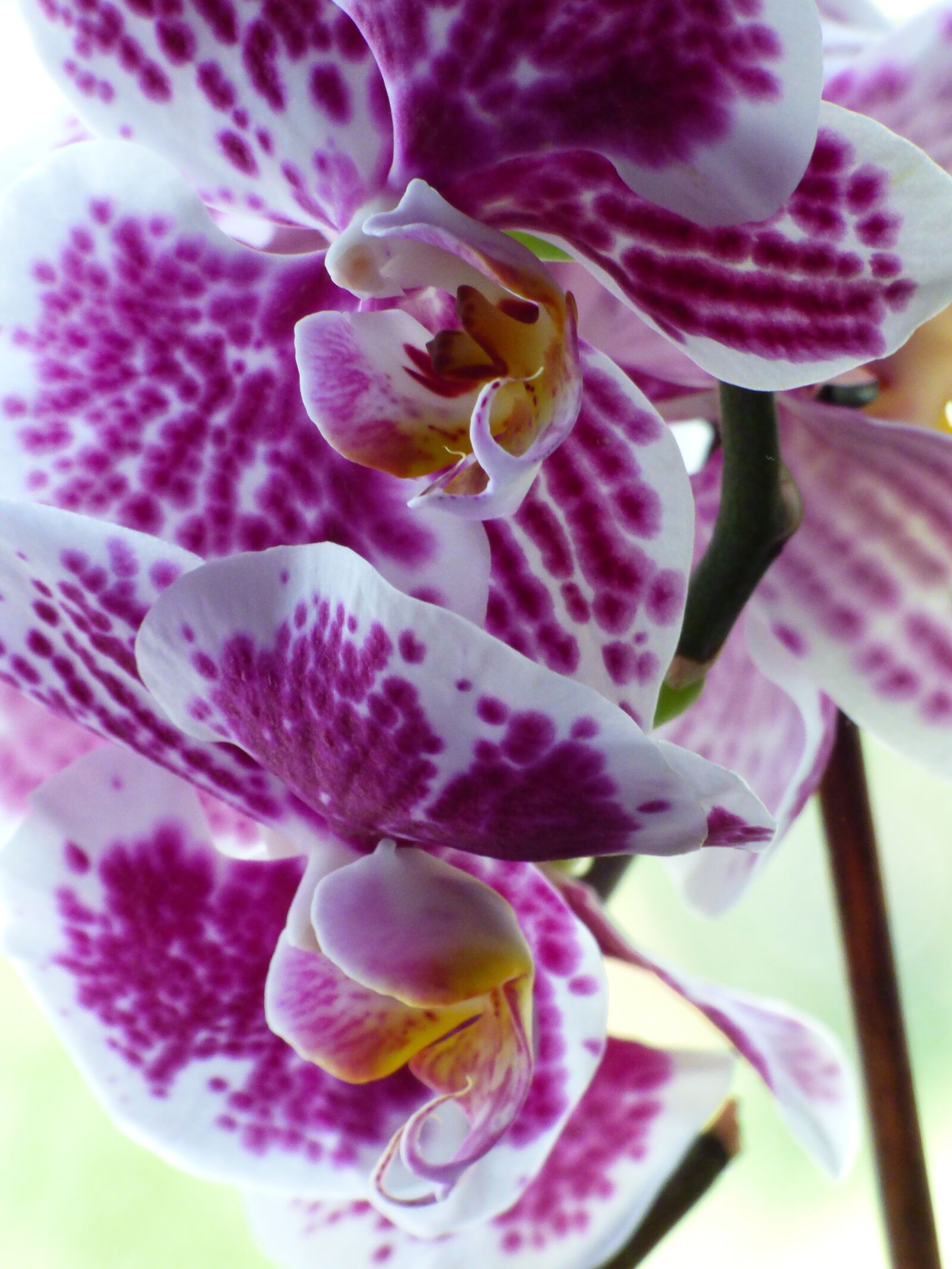 Panasonic DMC-FZ72 sample photo. Orchid, flower, blossom photography