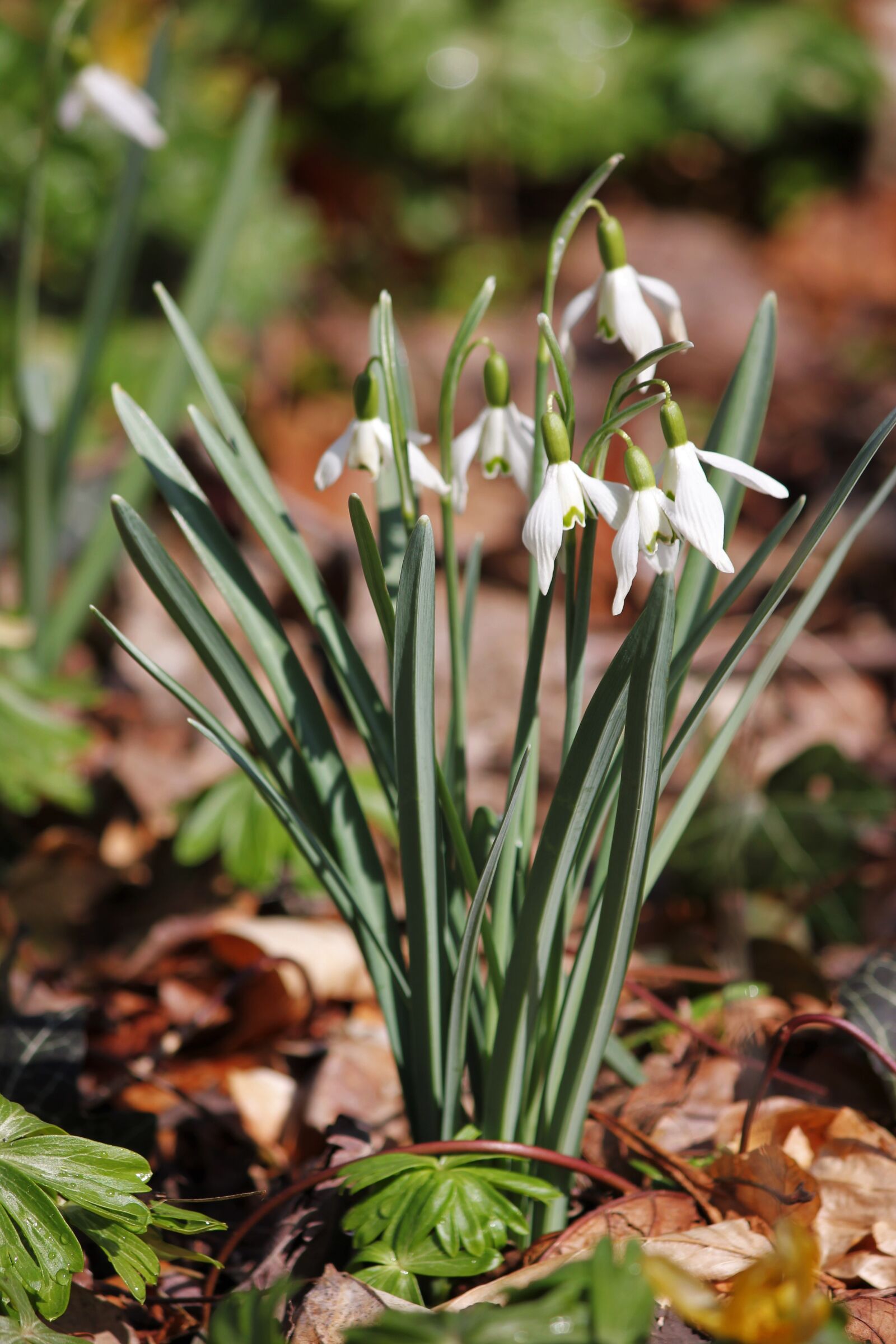 Canon EOS 550D (EOS Rebel T2i / EOS Kiss X4) sample photo. Snowdrop, nature, plant photography