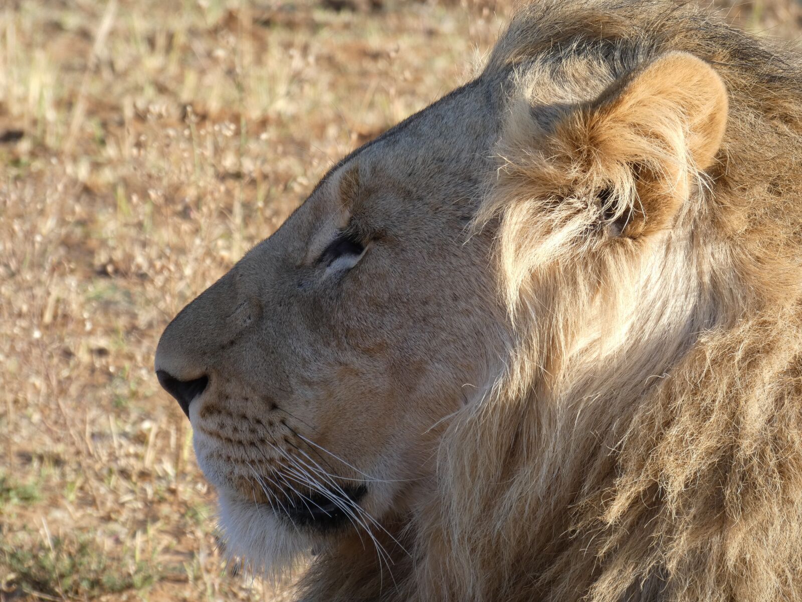 Panasonic Lumix DC-FZ80 (Lumix DC-FZ82) sample photo. Safari, lion, africa photography