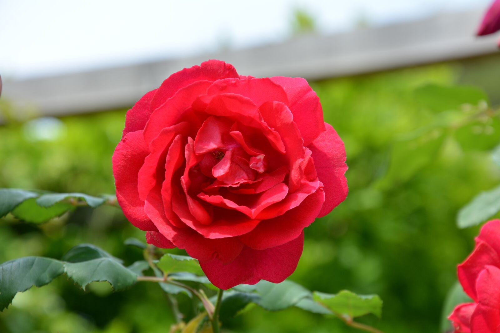 Nikon D7100 sample photo. Rosa, flower, red rose photography