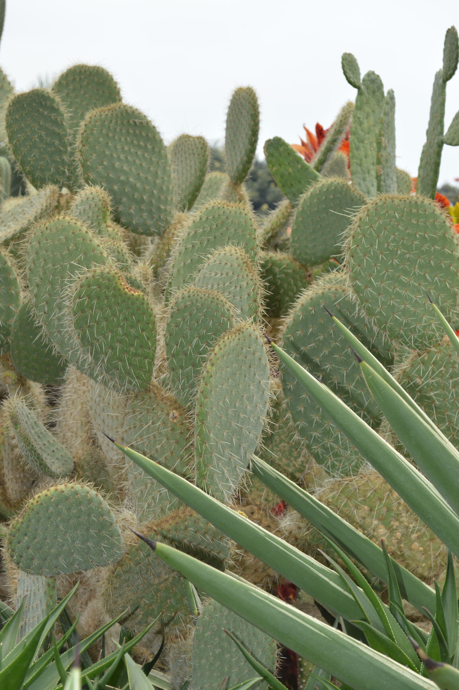 Nikon D3200 sample photo. Cactus photography