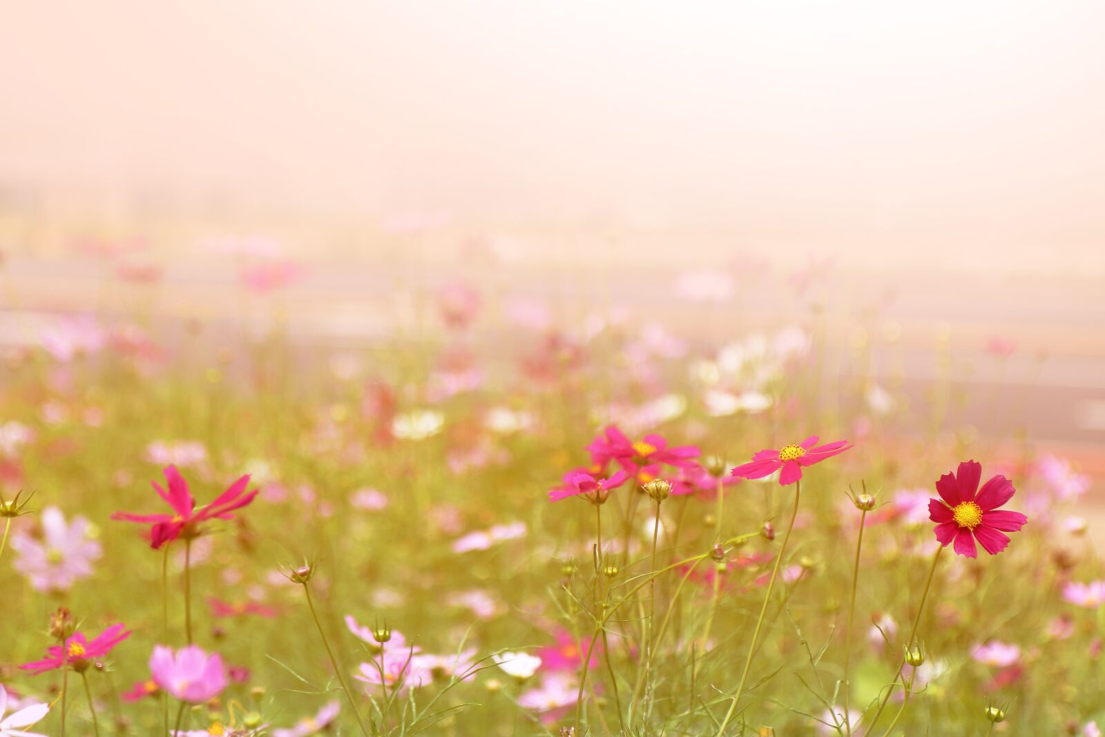 Canon EOS 70D sample photo. Jeju island, jeju, olle photography