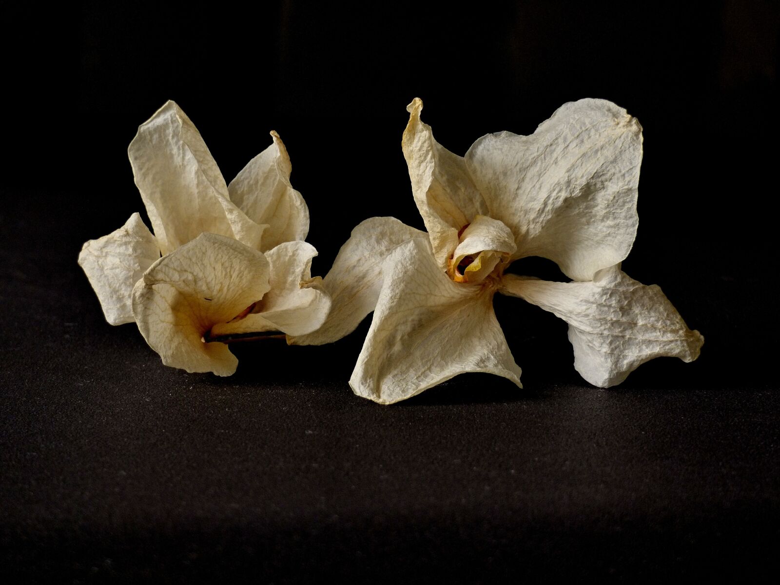 Panasonic DMC-FZ72 sample photo. Orchid, dry, flower photography