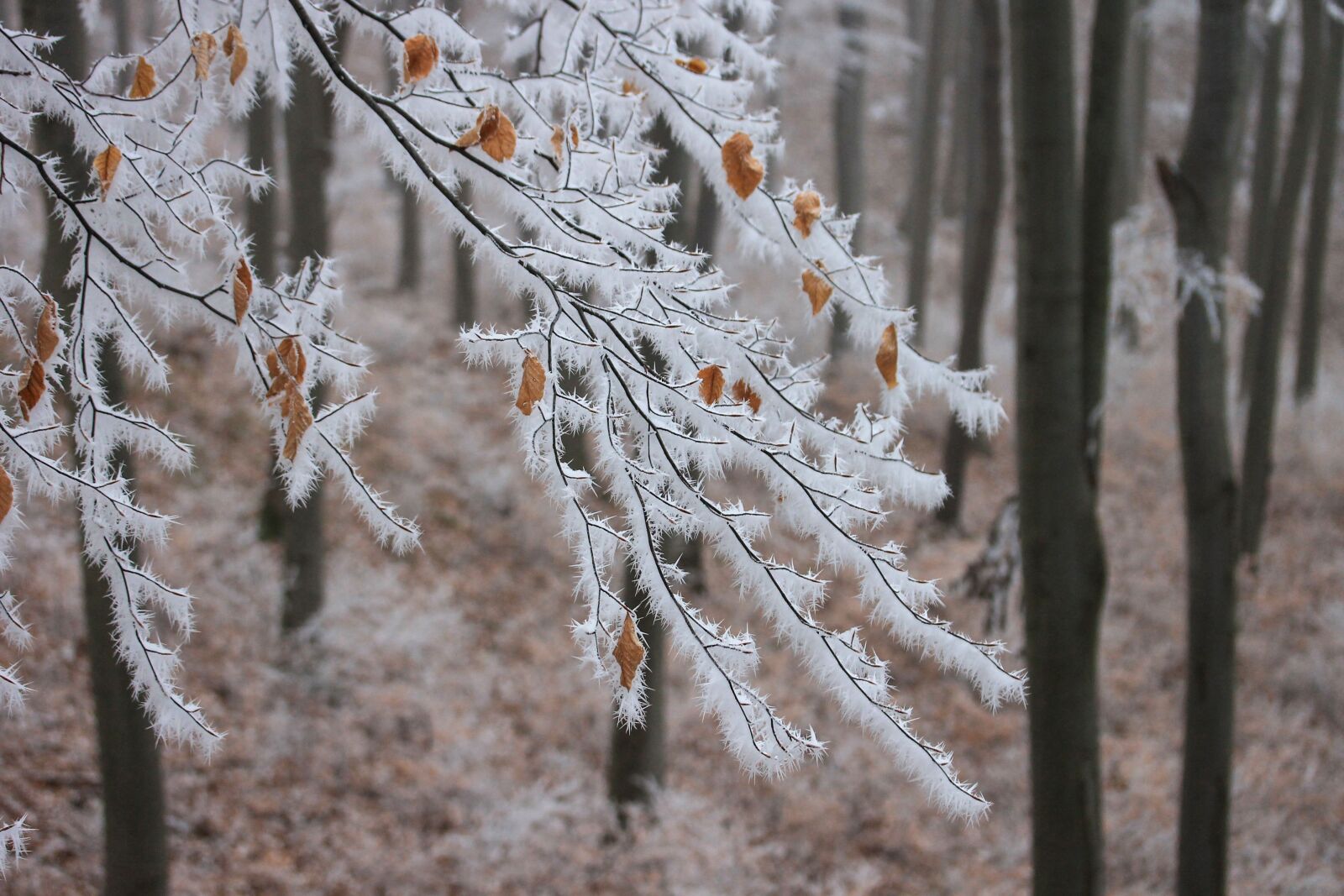 Canon EF-S 60mm F2.8 Macro USM sample photo. Hoary rime, beech, nature photography
