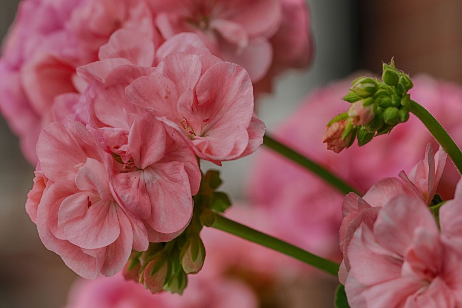 Canon EOS 7D Mark II sample photo. Flower, pink, garden photography