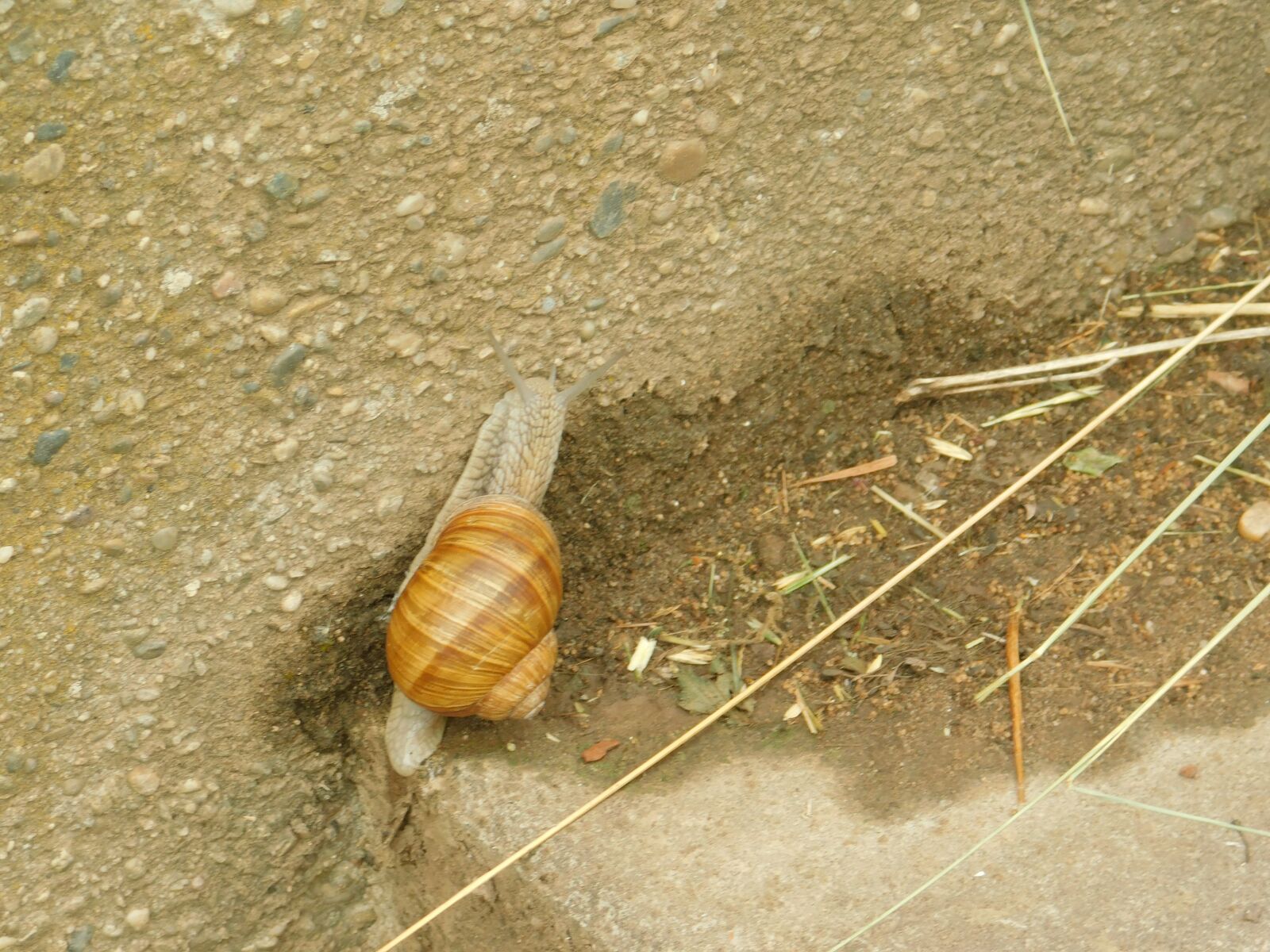 Nikon Coolpix B500 sample photo. Snail, shell, animal photography