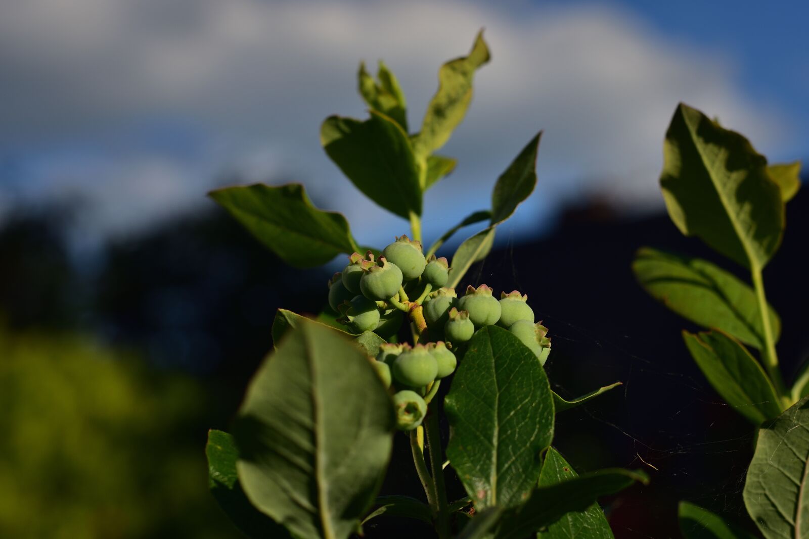 Nikon D3400 sample photo. Blueberries, summer, fruit photography
