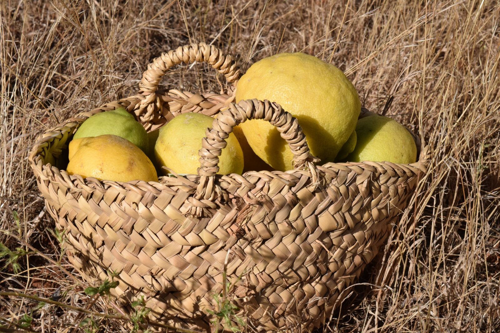 Nikon D3300 sample photo. Lemons, lemon basket, fruit photography