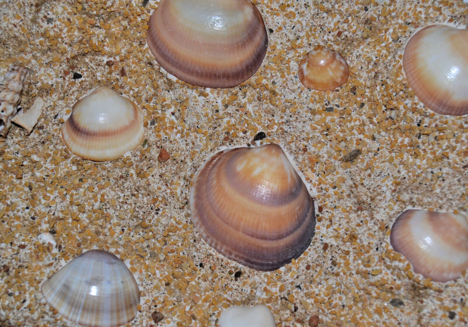 Nikon D3100 sample photo. Image, art, gypsum photography