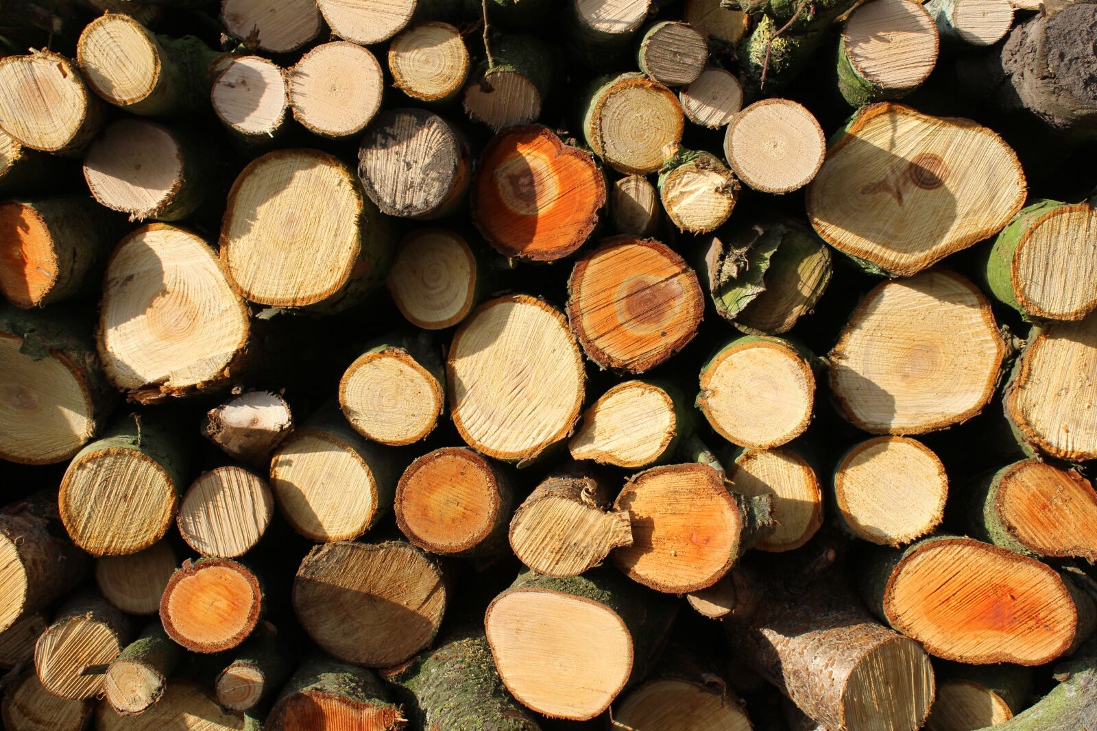 Canon EOS 600D (Rebel EOS T3i / EOS Kiss X5) sample photo. Wood, firewood, tree photography